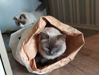 Chat dans un sac en papier