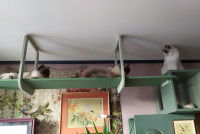 Trois chats sur un meuble pour chats