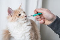 Un Maine Coon prend des médicaments