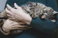 Chat tigré dans les bras d'une personne