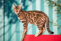 Un chat Bengal debout