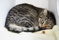 Chat gris tabby allongé en boule sur un fauteuil