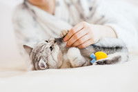 Une femme joue avec un chaton