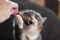 Un chat mange une friandise