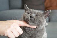 Un chat Bleu Russe qui se fait caresser