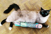 Un chat typé Siamois allongé à côté d'un jouet