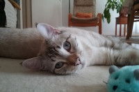 Un chat allongé par terre