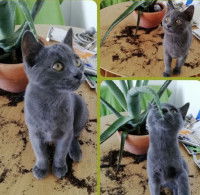 Un chaton Bleu Russe dans un pot de fleurs