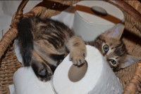 Un chaton joue avec des rouleaux de papier toilette