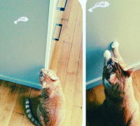 Un chat joue avec une forme de poisson sur le mur