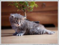 Un chaton Norvégien gris récemment né se hissant sur ses pattes avant