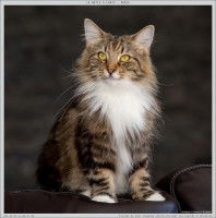 Un chat Norvégien tricolore aux yeux verts assis
