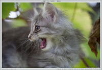 Un chaton Norvégien gris de profil la gueule ouverte