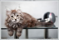 Un chaton Norvégien au pelage marron et blanc allongé sur une table en verre