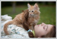 Une jeune fille avec un chaton Norvégien roux
