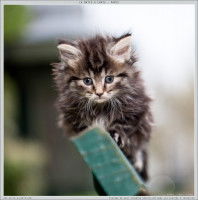 Un chaton Norvégien marchant sur une poutre métallique