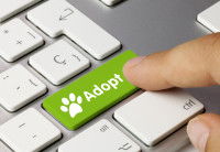 Un clavier d'ordinateur avec une touche portant l'intitulé « Adopt » et l'empreinte d'une patte de chat