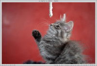 Un chaton Norvégien gris jouant avec une corde