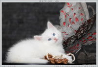 Un chaton Norvégien blanc aux yeux bleus allongé