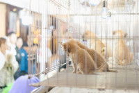 Deux chatons enfermés dans une cage et mis en vente sur un marché