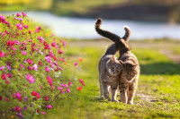 Un couple de chats marchant côte à côte, queues entremêlées