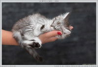 Un chaton Norvégien gris et blanc dormant dans la main d'une personne