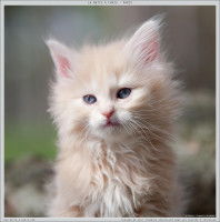 Un chaton Norvégien roux