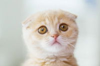 Gros plan sur le visage d'un chaton Scottish Fold