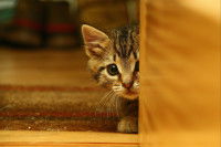 Un chaton se cachant derrière une porte