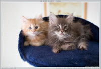 Deux chatons Norvégien allongés dans un arbre à chat