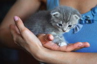 Une personne tenant un chaton gris dans le creux de ses mains