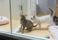 Plusieurs chatons dans une animalerie