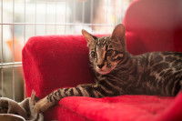 Un chat Ashera sur un canapé rouge