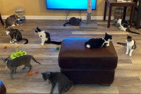 Plusieurs chats et chatons jouant dans le salon d'un appartement