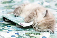 Un chaton dormant sur des billets de 100 euros