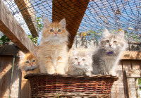 Des chatons installés dans une corbeille au sein d'un espace extérieur grillagé