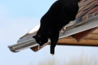 Un chat noir s'apprêtant à sauter d'un toit