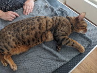 Un chat allongé pendant une séance d'ostéopathie