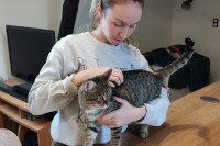 Une femme ostéopathe en train de prendre en charge un chat