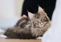 Un chat Maine Coon