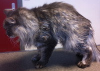 Un vieux chat avec le dos courbé