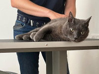 Eugénie Delaune lors d'une séance d'ostéopathie avec un chat gris