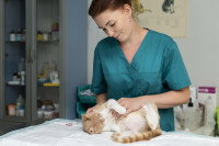 Un chat sur le dos et en train d'être manipulé par un ostéopathe