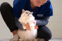 Une ostéopathe manipulant un chat placé entre ses jambes