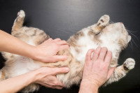 Un chat sur le dos pendant une séance d'ostéopathie, qui semble détendu et se laisser faire