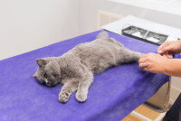 Un chat allongé sur une table de consultation