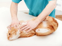 Un chat se faisant manipuler pendant une séance d'ostéopathie