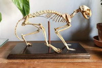 Un squelette de chat dans un cabinet d'ostéopathe