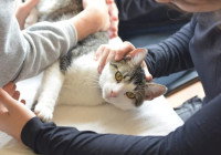 Une femme caressant son chat pour le rassurer pendant une séance d'ostéopathie