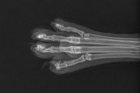Une radiographie de la patte d'un chat